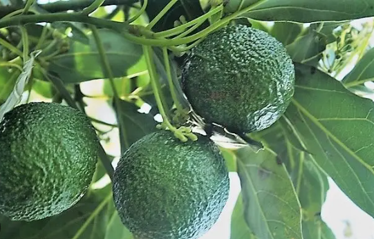 RichfarmK's tweet photo. Opening of the Avocado Harvesting 2024/2025 Season by the Agriculture and Food Authority: Ensuring Sustainable Avocado Export Practices.

See https://t.co/ZGaLhCjXcx

#marcianos 
#Mlolongo
#philadelphiacrash 
#Venezuela
#RichardGrenell 
#NewZealand https://t.co/wMhQ7DqURN