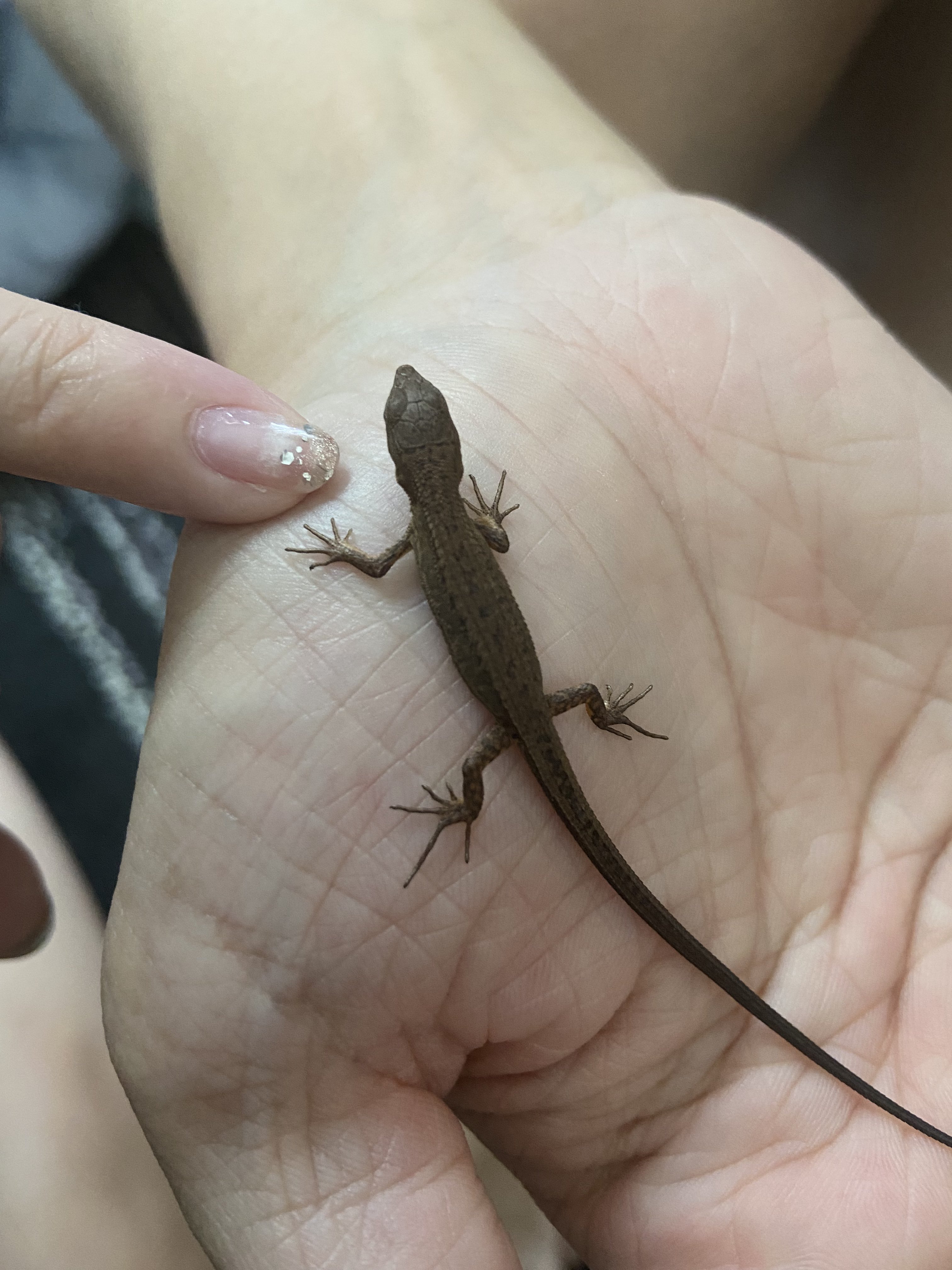 MIHO　モールのカマキリ、ニホントカゲ、カナヘビ、ヤモール MIHO モールのカマキリ、ニホントカゲ、カナヘビ、ヤモール