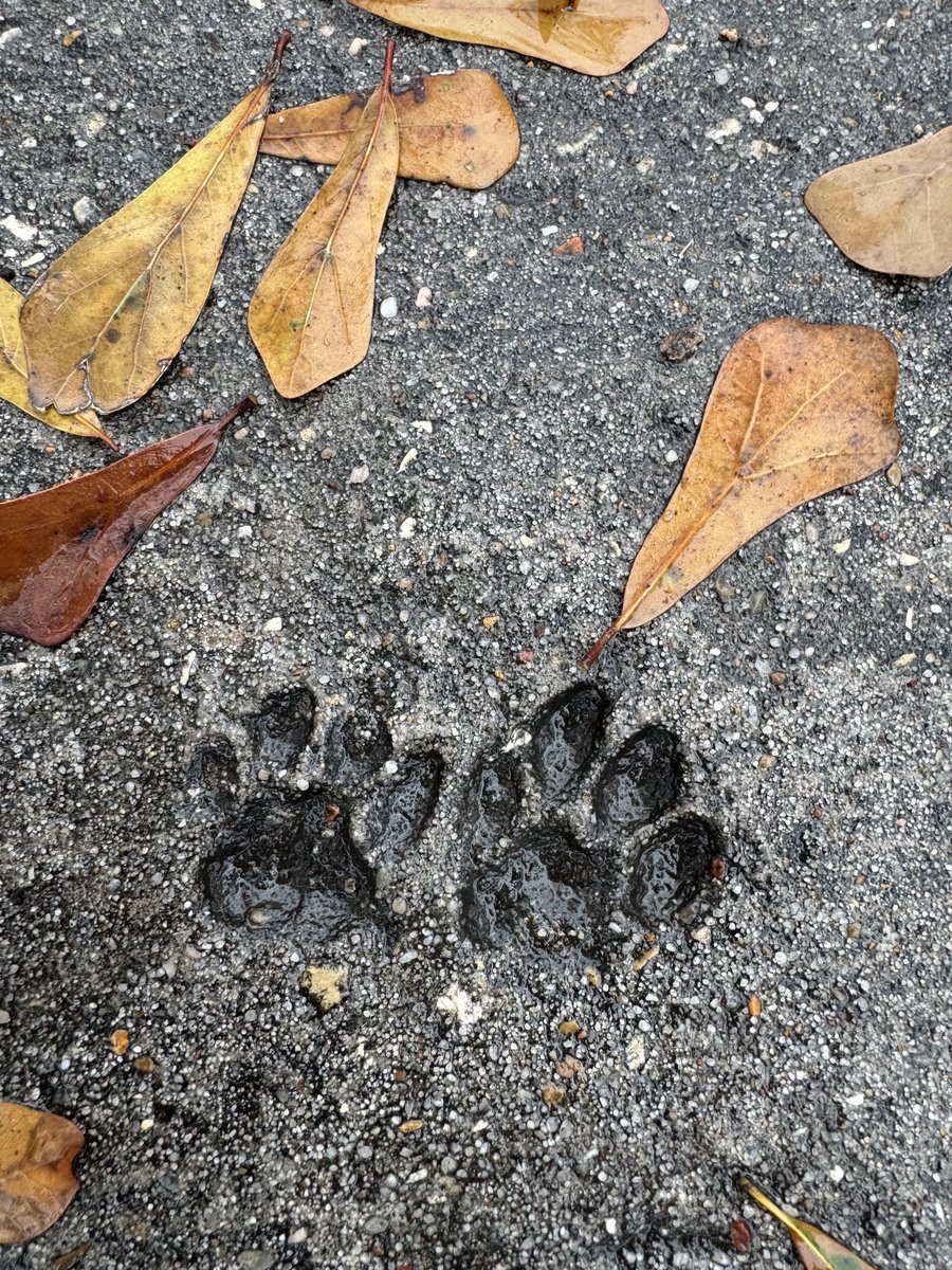 JANE 🐾🦋❤️💫 🪐🌎 tweet media