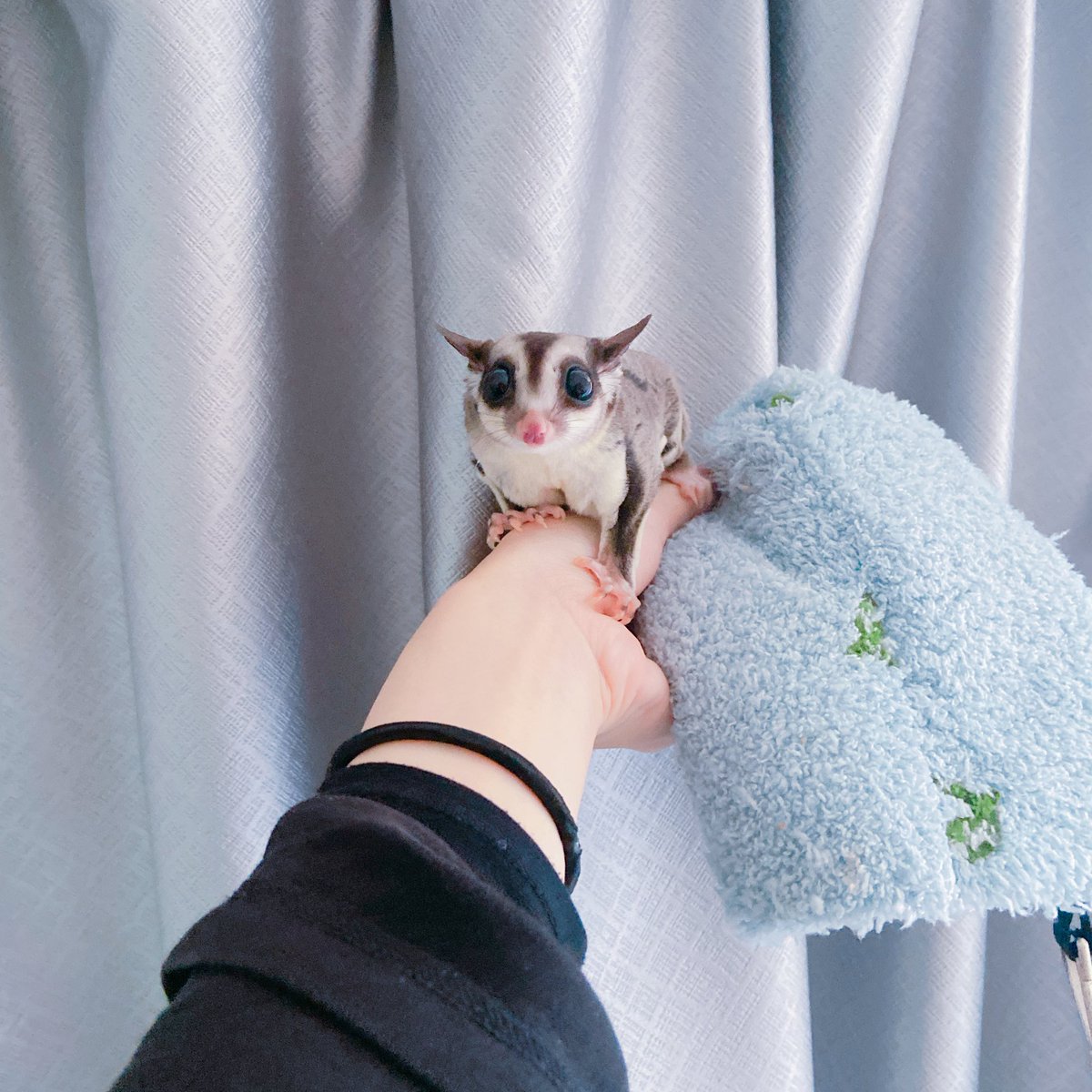 mafuhaku's tweet photo. 部屋んぽしたよ
楽しいね

最近突然懐いてくれて私はびっくりしてるよ
噛まれても甘噛みだし
びっくりしてビクッ！ってされる事も減った https://t.co/M1tABdp6Jq