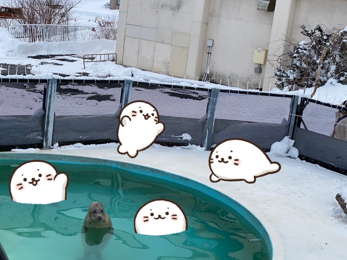 xm_gt4's tweet photo. あざらし増やしておきました！小樽水族館にて https://t.co/JRr6qffMC6