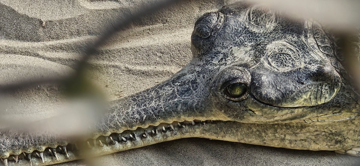 PrabinAcharya's tweet image. Weekend #SAURAHA