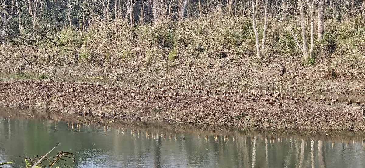 PrabinAcharya's tweet image. Weekend #SAURAHA