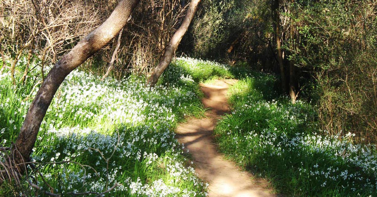 TrailHikingAust's tweet photo. Grey Box Circuit is a 3km, grade 3 hike located in Shepherds Hill Recreation Park, South Australia. The hike should take around 1.45 hours to complete.

#hiking #bushwalking  #trailhikingaustralia #TrailsSA #WalkSA #HikeSA #SouthAustralia #ShepherdsHill...
https://t.co/kF8aYDKjA7 https://t.co/AYWedQI2H7