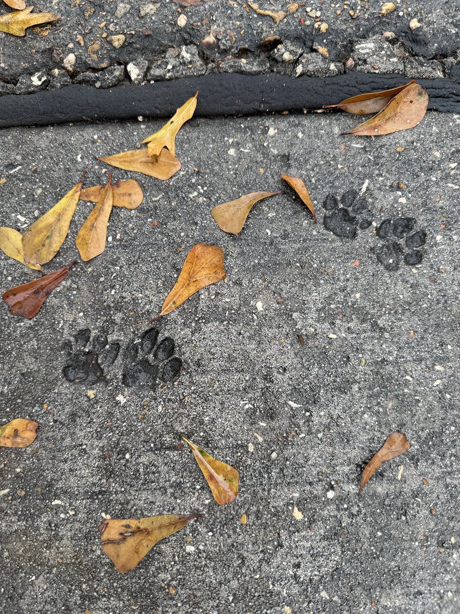 JANE 🐾🦋❤️💫 🪐🌎 tweet media