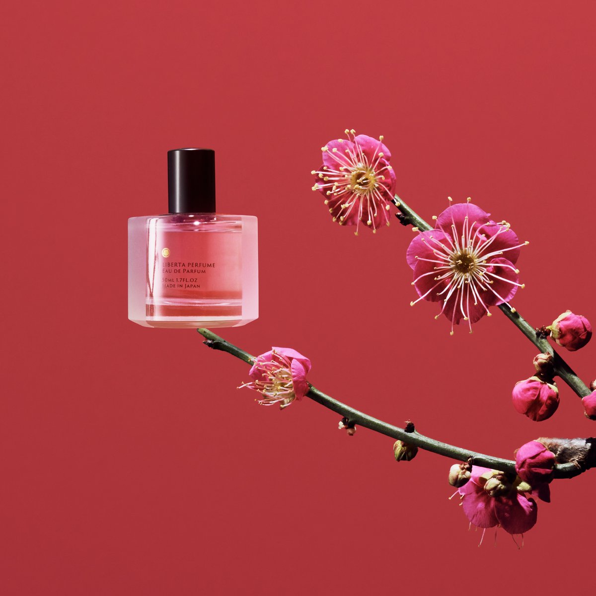 本日より2月の季節限定ベース「梅の花」が再登場します。寒々しい木々