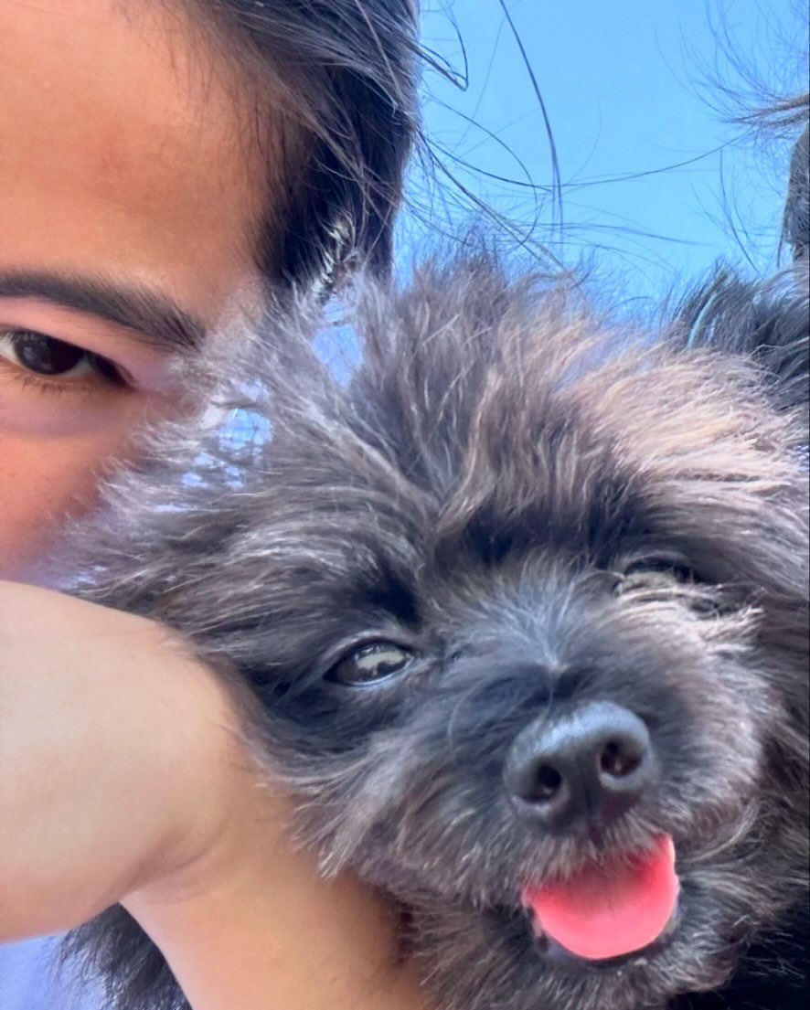 aprihljinky18's tweet image. Imy my love #pomapoo #pomeranian #poodle