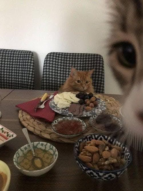 unexplainable cat images tweet media