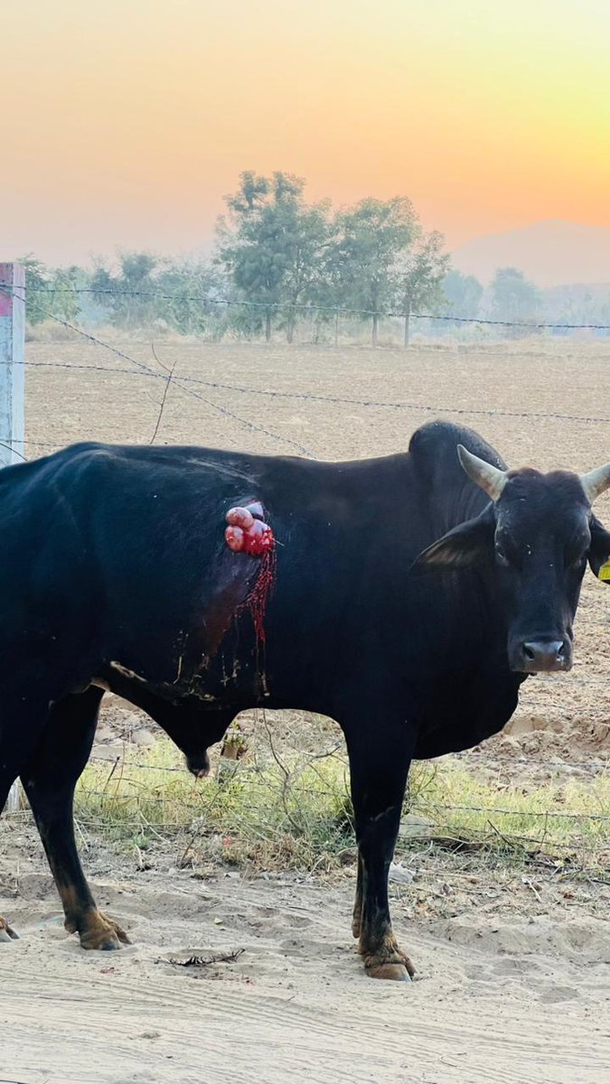 इंसानियत को शर्मसार करने वालीं तस्वीर... 

रानीवाड़ा के रोड़ा गाव में अज्ञात अधर्मी द्वारा कुल्हाड़ी से वार कर इस तरह पशु को  घायल कर दिया। दुख दर्द में कहराता हुआ एक जगह खडा था;क्योंकि बेजुबान बोल नहीं पाता है ..कुल्हाड़ी का घाव इतना बड़ा हैं कि इस बेजुबान कि आत बाहर आ गई।