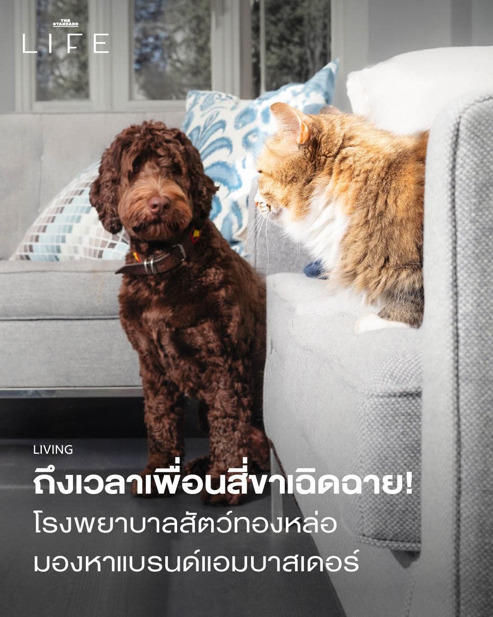 นี่คือโอกาส! ‘Thonglor Brand Ambassador 2025’ การประกวดเจ้าสี่ขาหมาแมวสุขภาพดีมีสไตล์ที่จัดขึ้นโดยโรงพยาบาลสัตว์ทองหล่อ และหวนกลับมาประกวดอีกครั้งในรอบ 9 ปี

รายละเอียดเพิ่มเติม thestandard.co/life/thonglor-…

#TheStandardLife #thonglorBrandAmbassador2025 #PetExpo2025