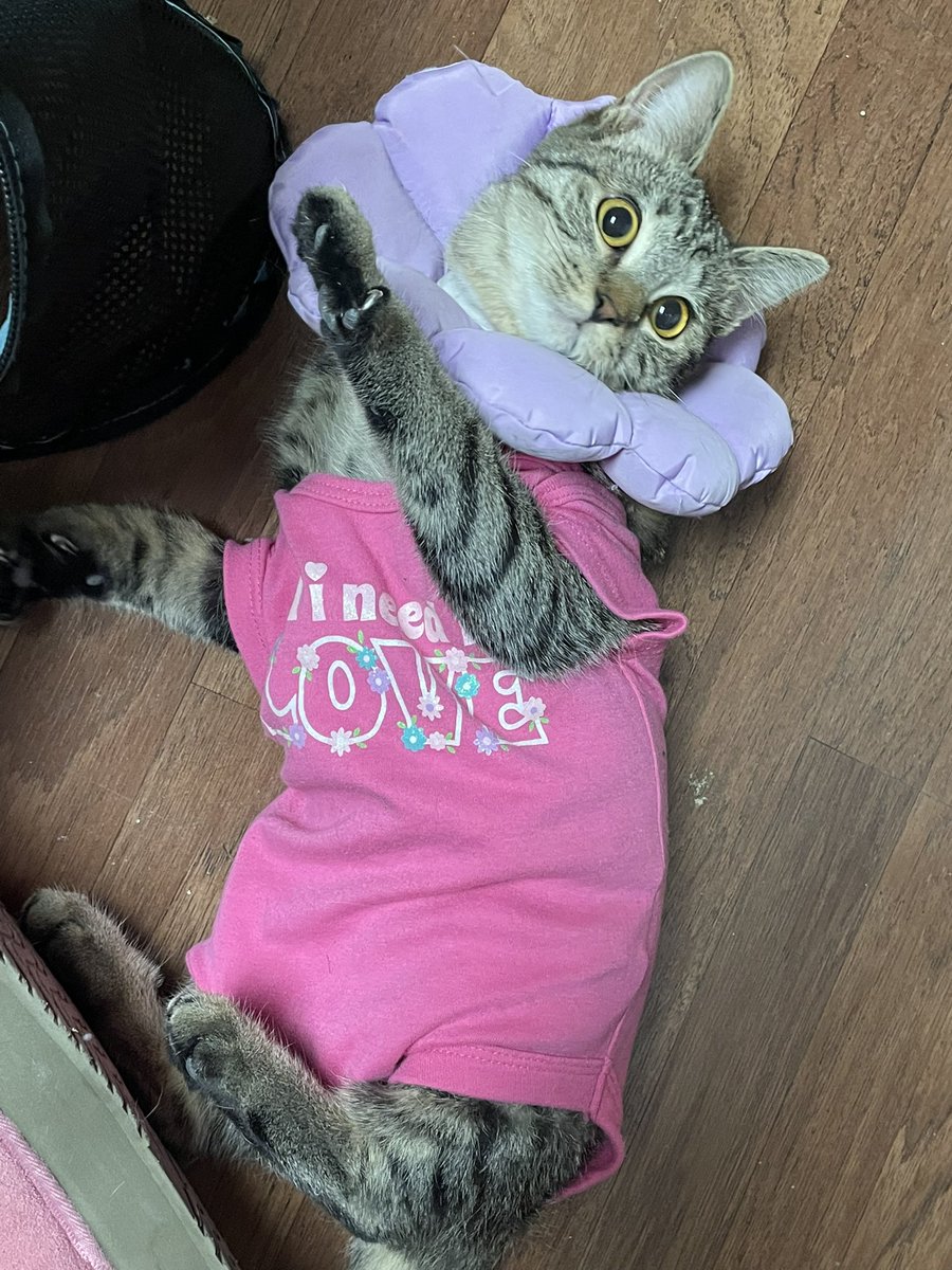 COCOATHECATDEV's tweet photo. @elonmusk 94wxATDEgaV69qEt8pq9Qw3JcNQkBKE5JSWceynTmoon
$COCOA THE CAT
https://t.co/rmAWSrM2vR https://t.co/WPDYG3xBTe
