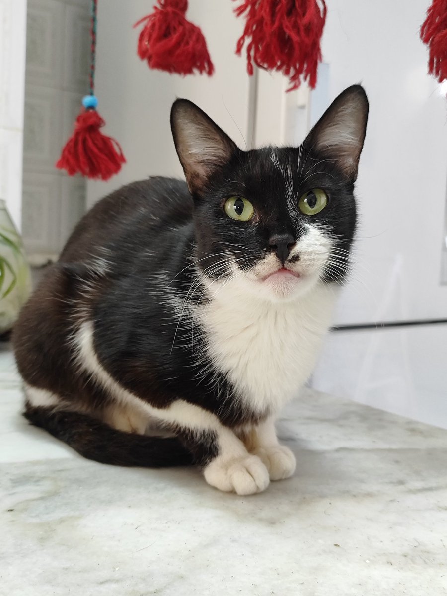 دوستان من واقعا برای واگذاری مویز به کمک حداکثریتون نیاز دارم. ماده ۵ ماهه
واگذاری به رشت و تهران
ممنون میشم #ریتوییت کنید