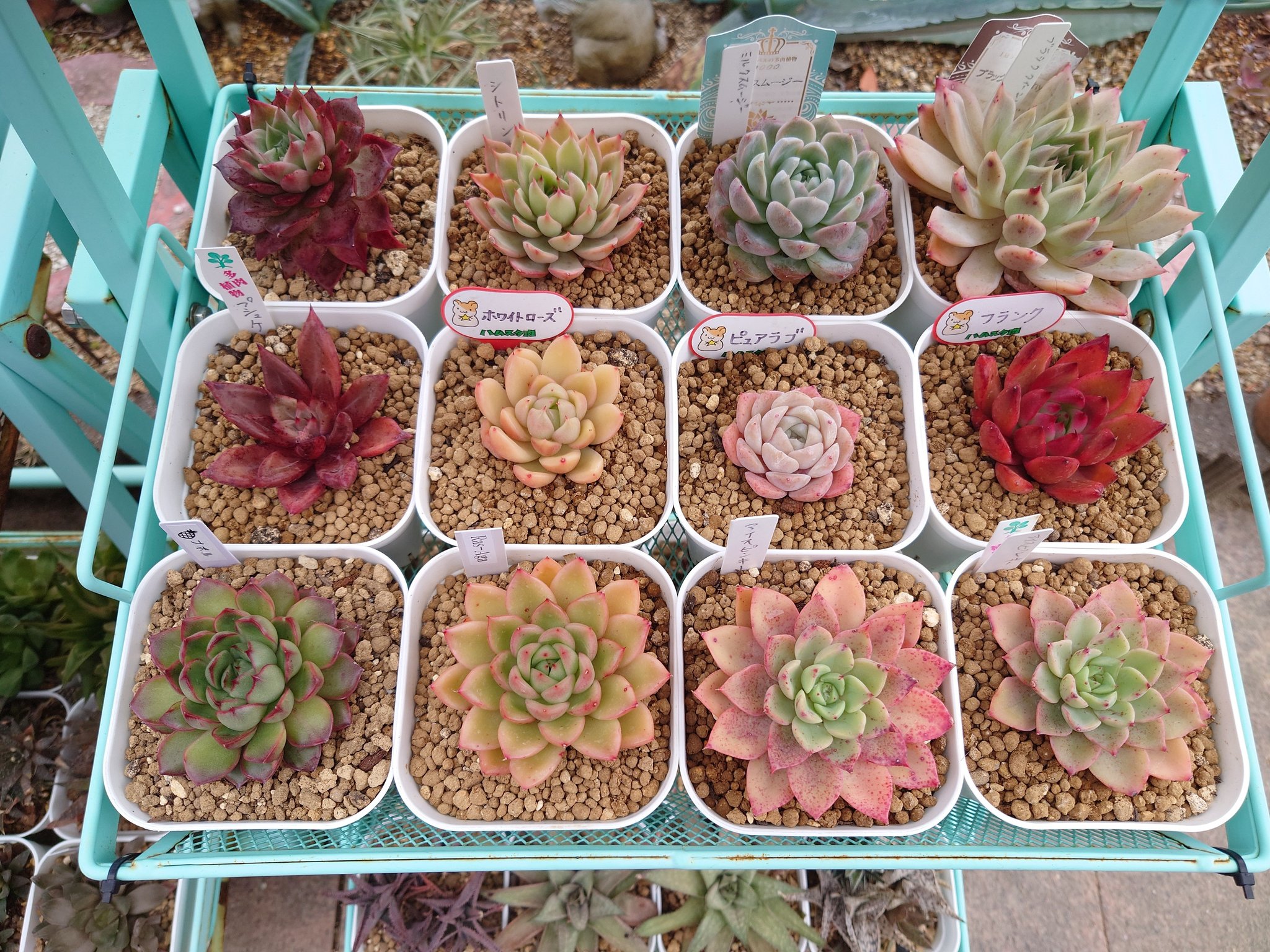 その他多肉植物 WR 多肉植物4センチポット 25個セット | watanabe flowergarden