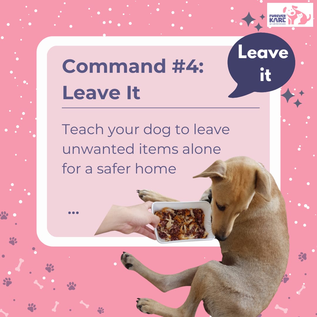 FureverKare's tweet image. 5 Essential Commands for Dogs! 📚🐾 
Master these commands and strengthen your bond with your furry friend! 🐾❤️ 

#dogtraining #petcare #dogcommands #petparent #doglover #dogtrainingtips #petcaretips #dogbehavior #peteducation #dogparenting #training #dogs