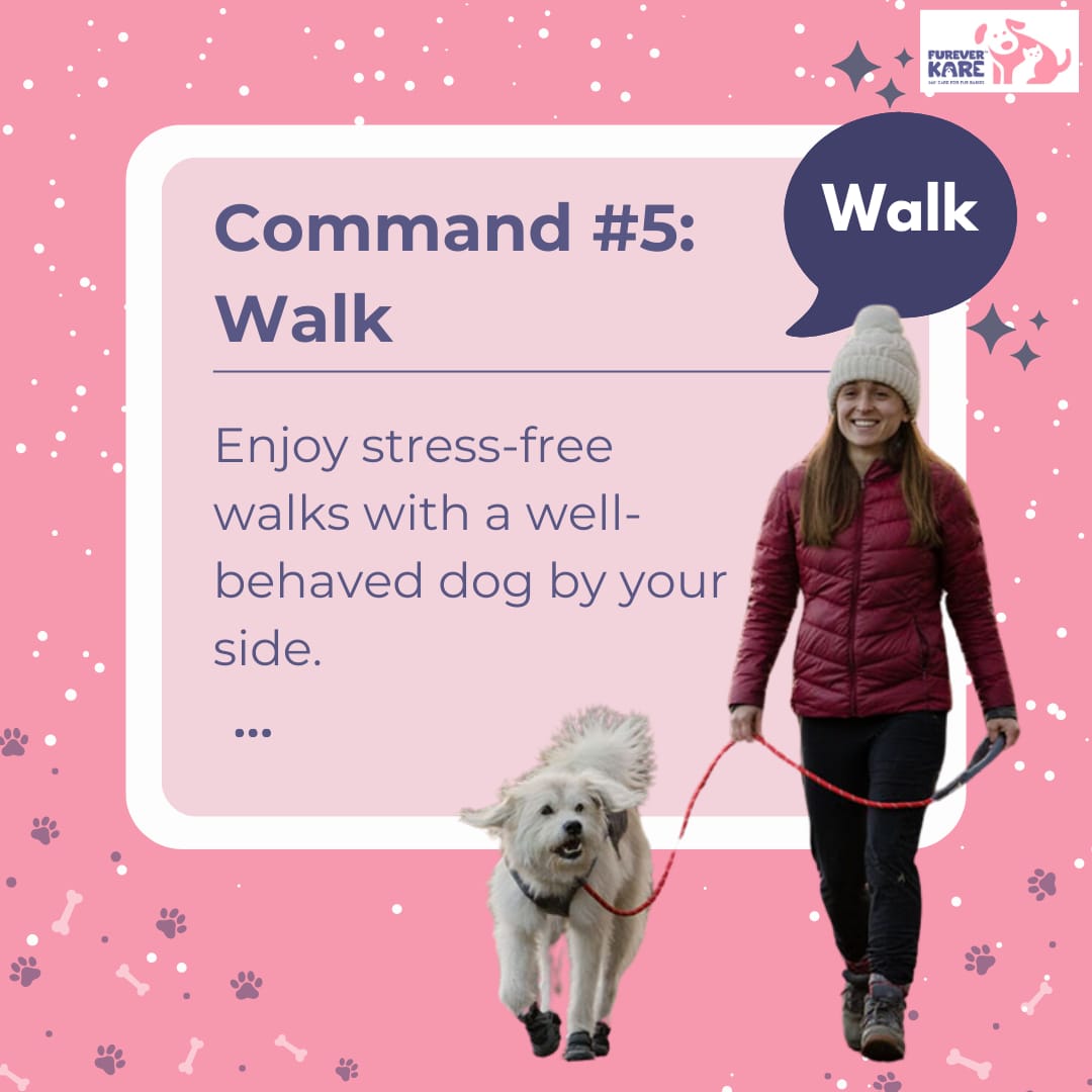 FureverKare's tweet image. 5 Essential Commands for Dogs! 📚🐾 
Master these commands and strengthen your bond with your furry friend! 🐾❤️ 

#dogtraining #petcare #dogcommands #petparent #doglover #dogtrainingtips #petcaretips #dogbehavior #peteducation #dogparenting #training #dogs
