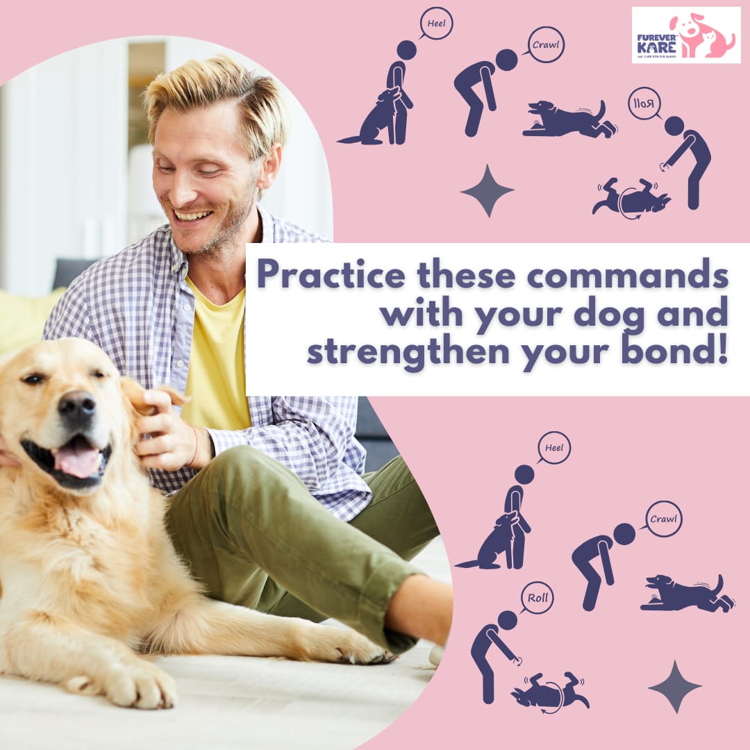 FureverKare's tweet image. 5 Essential Commands for Dogs! 📚🐾 
Master these commands and strengthen your bond with your furry friend! 🐾❤️ 

#dogtraining #petcare #dogcommands #petparent #doglover #dogtrainingtips #petcaretips #dogbehavior #peteducation #dogparenting #training #dogs