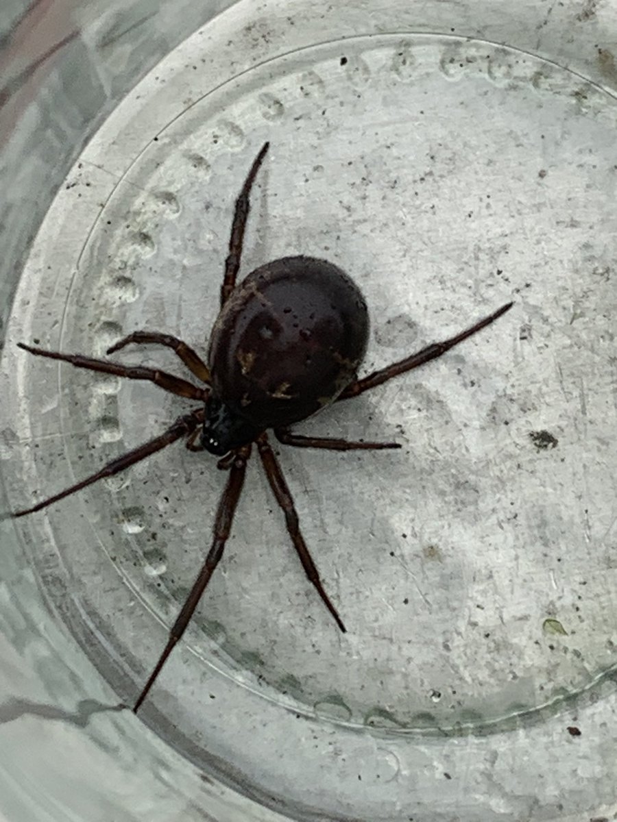 cnaideach's tweet photo. Hey @collieennis any idea what species this is? https://t.co/fD92pjMMBT