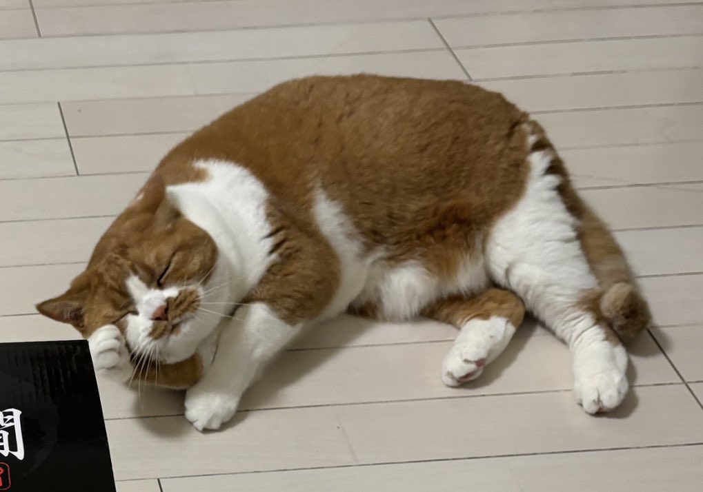 ptpt_mtt's tweet photo. 人間がもらってきたお土産、ぼくのもあって困っちゃうな〜 https://t.co/XmMqyXcKQa