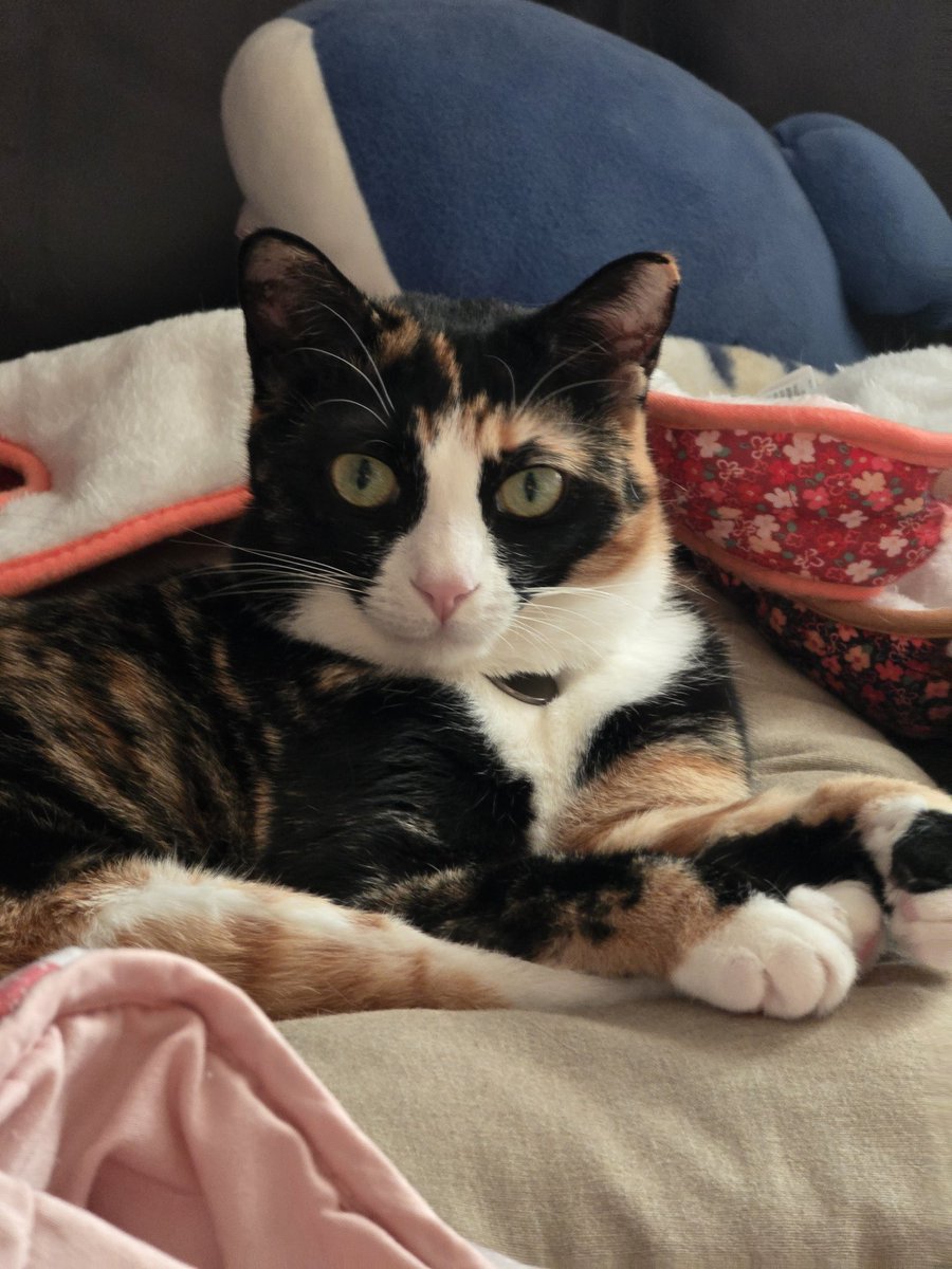 말랑콩떡과 샤프함