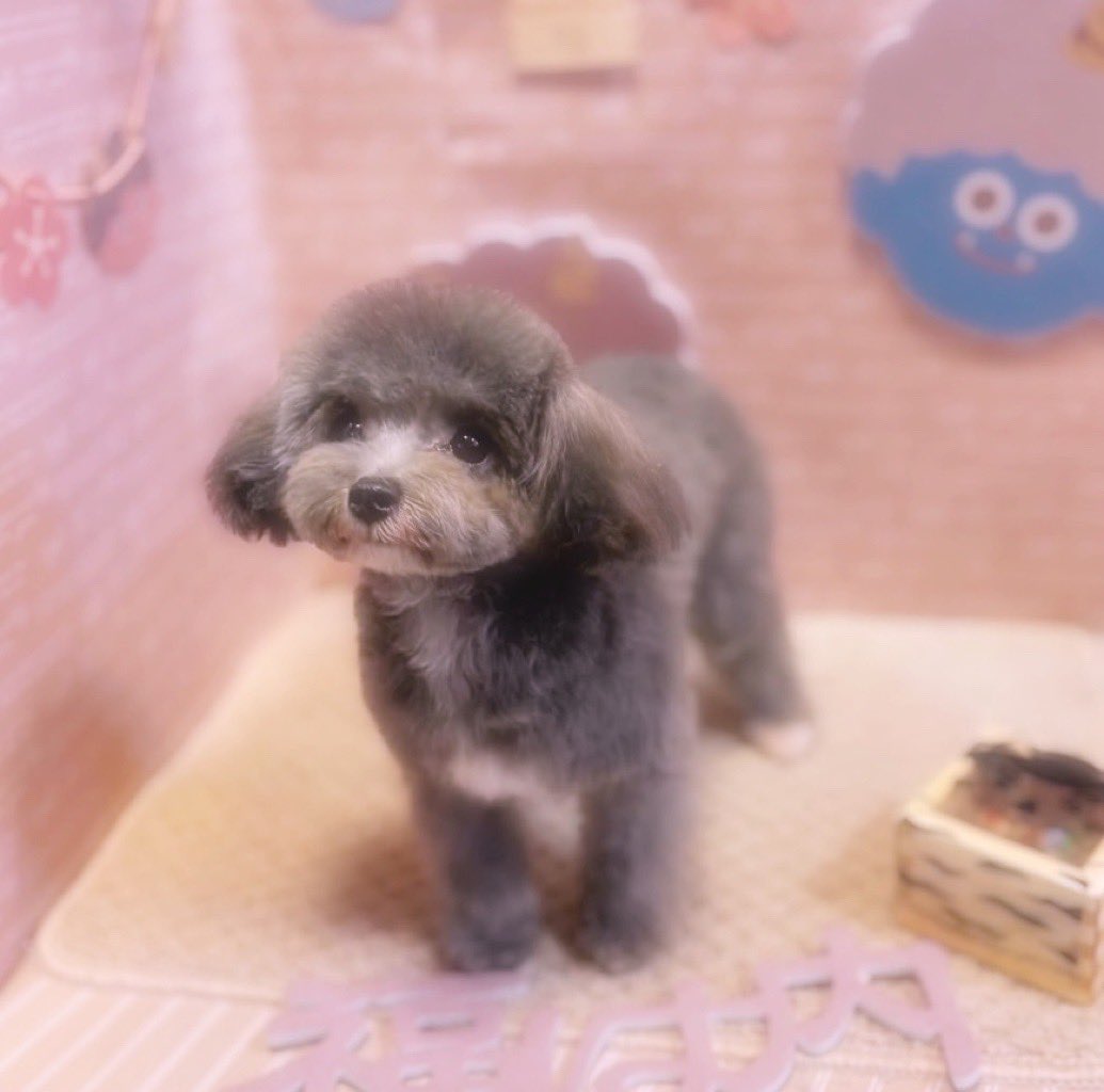 Ssyacho1121's tweet photo. 愛犬のトリミング😊

憎たらしいほどやんちゃだけど
甘え上手すぎるし、可愛いのがずるいよね

家族が増えるとか増えないとか😄 https://t.co/B09pAPLIQq