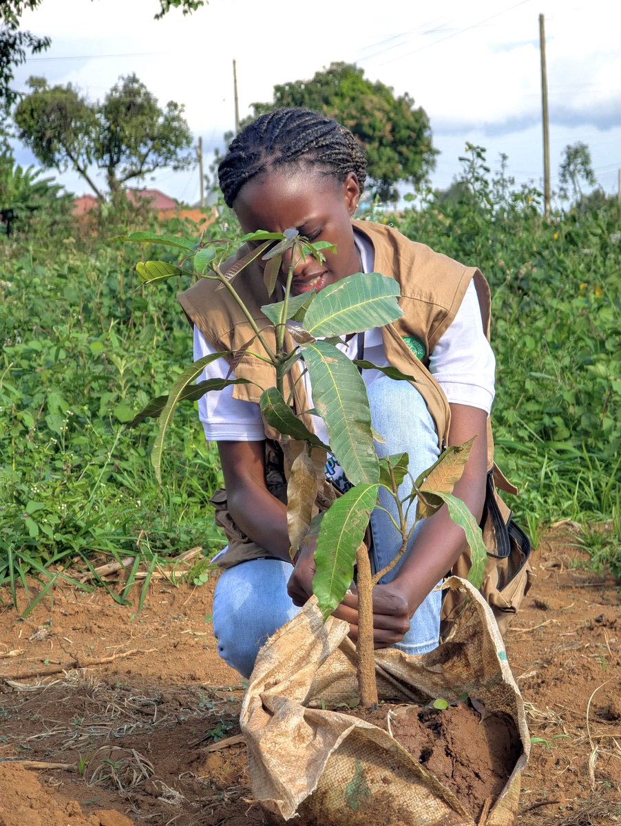 MbabaziFridah's tweet photo. Afforestation is crucial for ecosystem restoration and climate change mitigation. Planting trees in previously non-forested areas enhances biodiversity, prevents soil erosion, and helps absorb carbon from the atmosphere. #Afforestation #ClimateAction #GreenFuture https://t.co/yY0Zwejckw