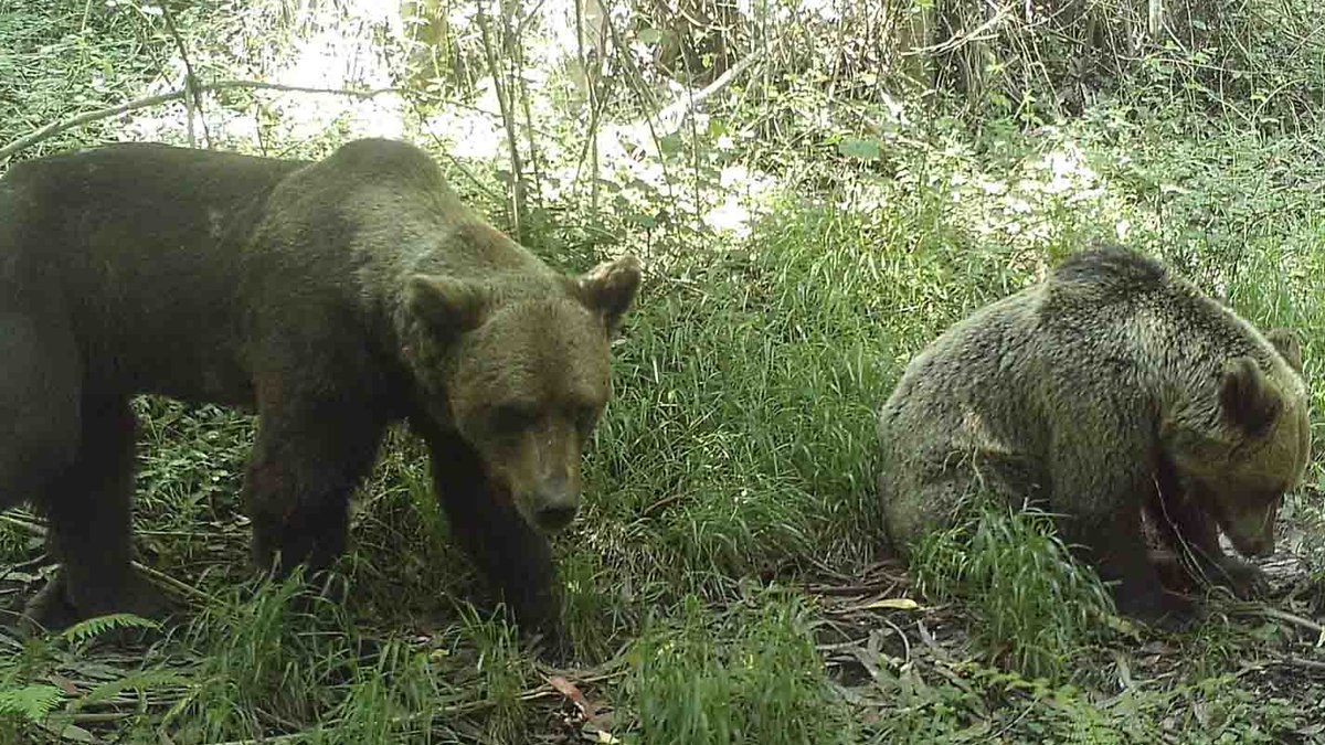 FAPASSPAIN's tweet image. CÁMARAS DE FOTOTRAMPEO PARA EL SEGUIMIENTO DEL OSO PARDO
La utilización de cámaras automáticas ha revolucionado el trabajo de investigación de la fauna salvaje en todo el mundo, permitiendo a los científicos obtener información de alto valor para su ...
fapas.es/noticias/camar…