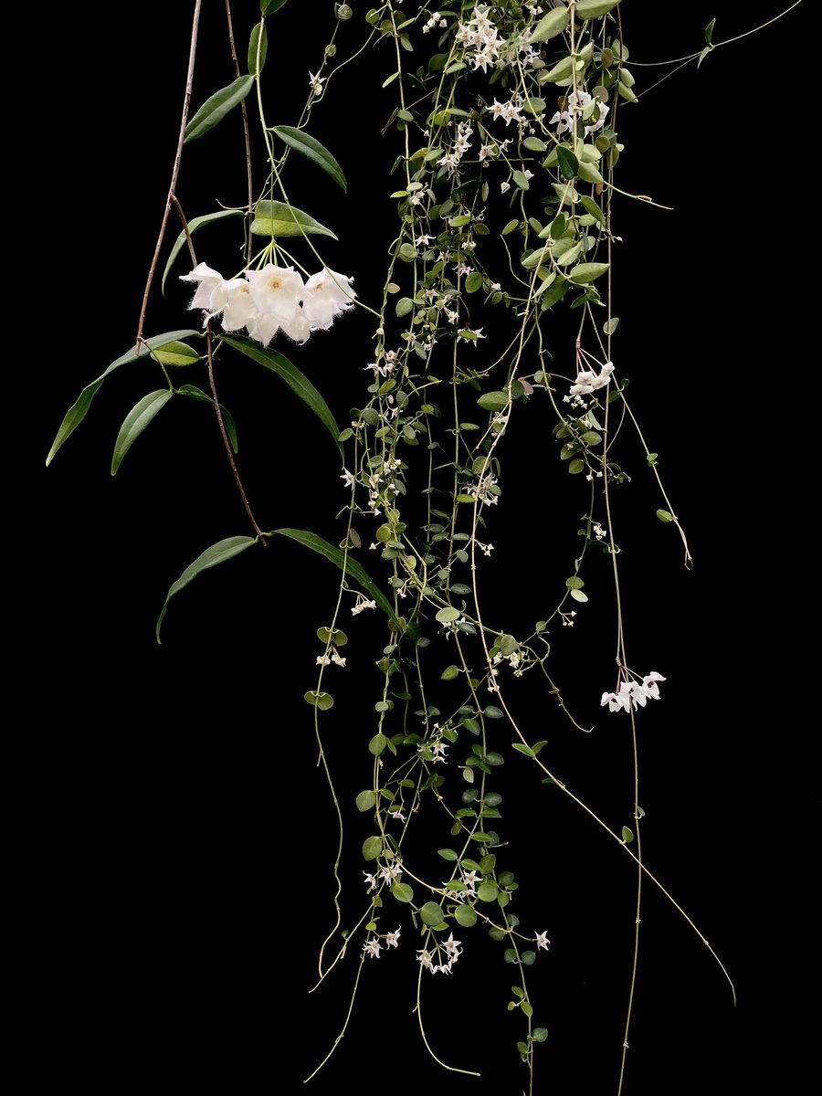 ホヤの反応が良くて嬉しいので白花セットで！香りも良くて最高なんです