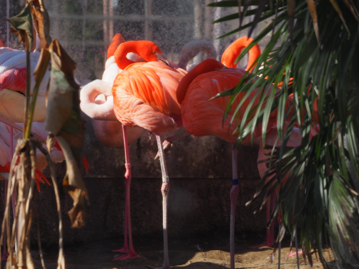 kyotoshidoubut1's tweet photo. ベニイロフラミンゴの1番は、1965年3月11日に来園しており、今年で来園60周年です。園内でもっとも高齢な飼育動物になります。

#京都市動物園 #kyotocityzoo #ベニイロフラミンゴ #1番 #オス #最高齢 #59歳10か月以上 #CaribbeanFlamingo #No001 #male #oldest #over59yrs10m https://t.co/vZNZA93ATH