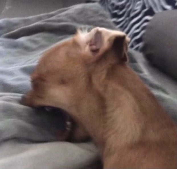 Mone ASMR tweet media