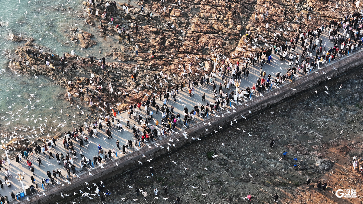 Zhanqiao Pier in winter offers a romantic charm unique to #Qingdao. With golden sunsets and soaring seagulls, the scene by the bay is breathtaking, inspiring thousands of visitors to admire and feed the birds. Perfect harmony between nature and people! #TravelInQingdao https://t.co/HHiWlj89X0