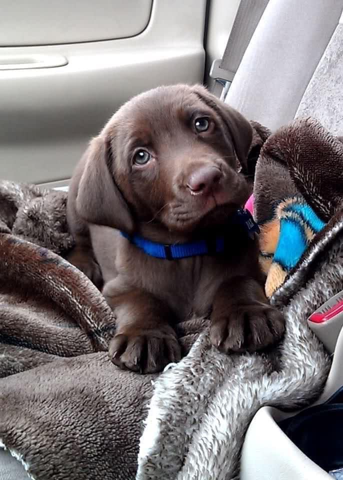 I was just adopted. Don't scroll without saying hello to me