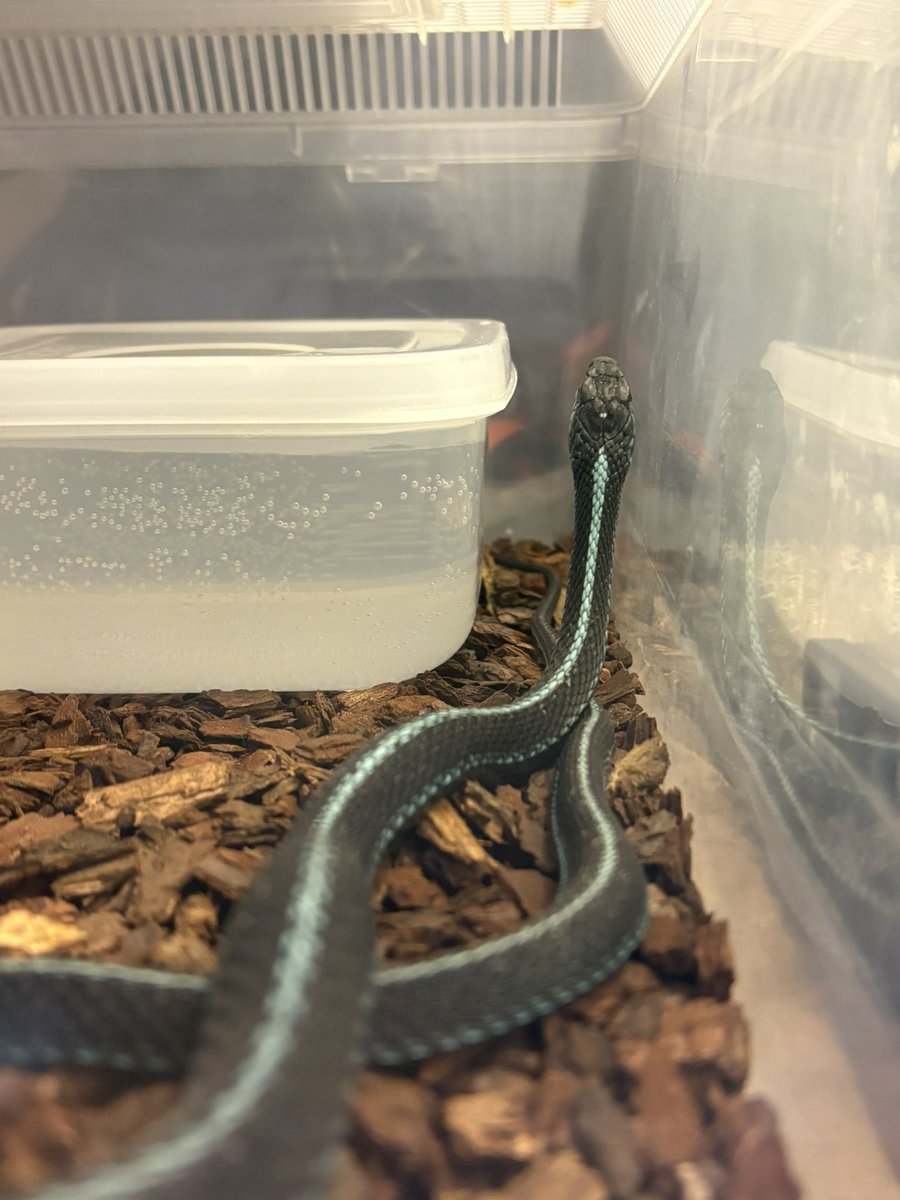 _hirog_'s tweet photo. 🐍=3 https://t.co/cJ4kvOVEYq