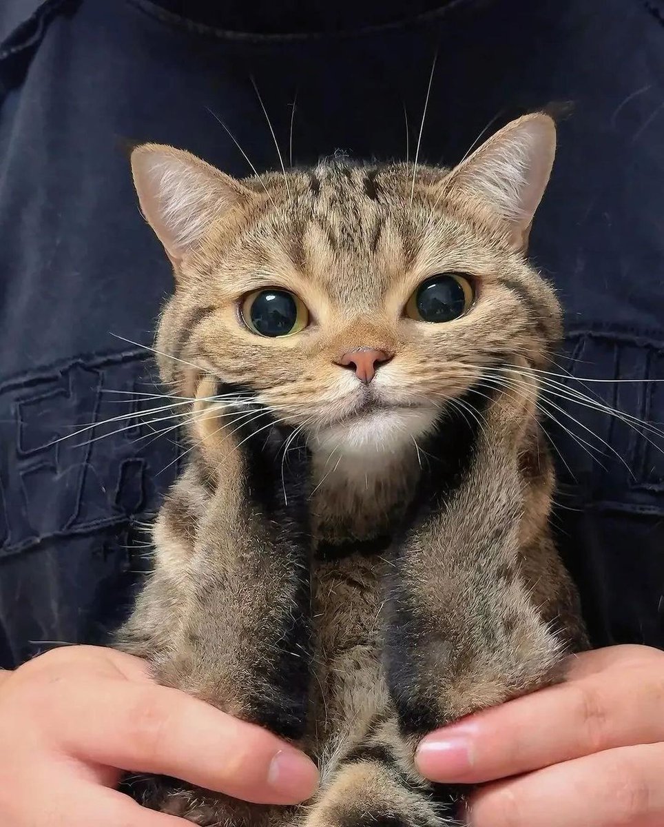 The Cats 𝕏 tweet media