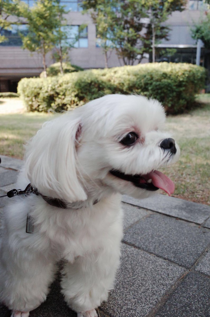 dalgomforyou's tweet photo. On this day 9 years ago, 1 February 2016 Jisoo has adopted dalgom, she posted this photo on CH+ while introducing dalgom. 9 years with jisoo and still going and strong π stay healthy dalgom-ah and forever with jisoo π
#JISOO #DALGOM https://t.co/01D5kGRI11