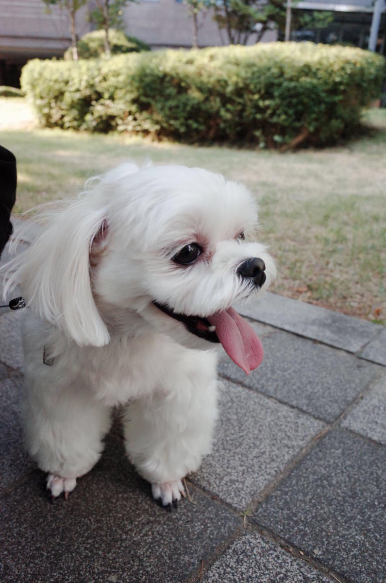 dalgomforyou's tweet photo. On this day 9 years ago, 1 February 2016 Jisoo has adopted dalgom, she posted this photo on CH+ while introducing dalgom. 9 years with jisoo and still going and strong π stay healthy dalgom-ah and forever with jisoo π
#JISOO #DALGOM https://t.co/01D5kGRI11