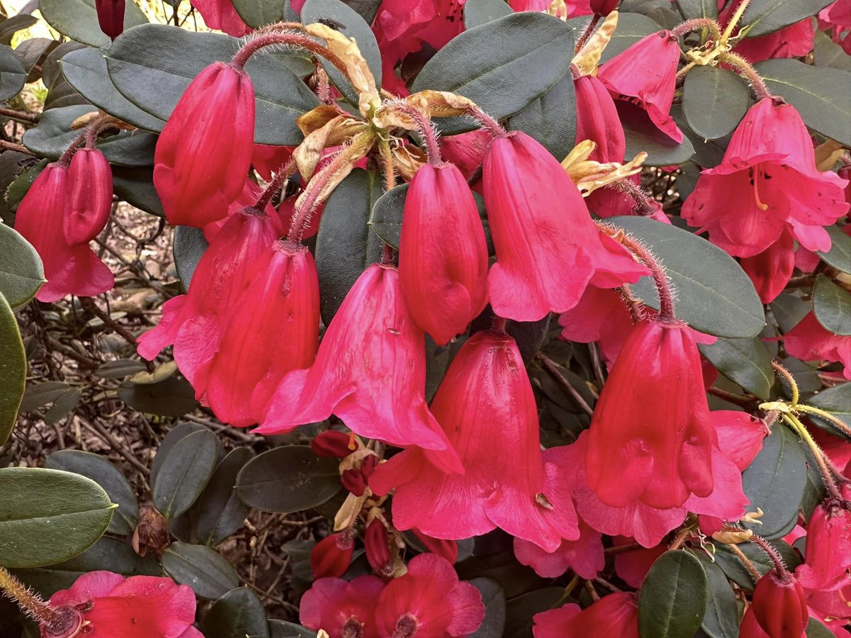 Really looking forward to our popular Spring Fair set in the unique woodland gardens <a href="/EvenleyWoodGard/">Evenley Wood Garden</a> on SATURDAY 29th March. The 60 acre gardens are stunning at this time of year, and there will be a great selection of specialist nurseries attending.

rareplantfair.co.uk/our-fairs-and-…