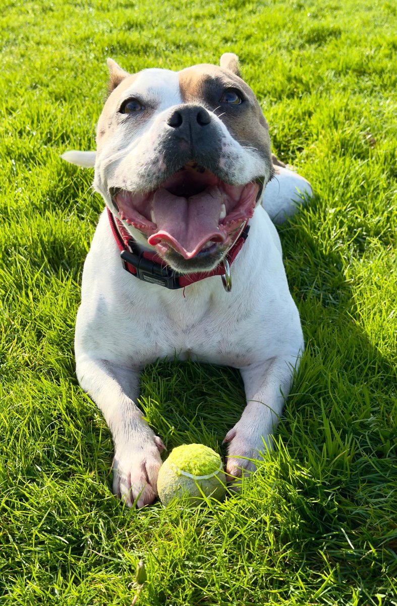 Have a great #StaffieSaturday Big smiles for the weekend #AdoptDontShop #rescuedogs #DogsAreFamily #Love ❤️🐶💕