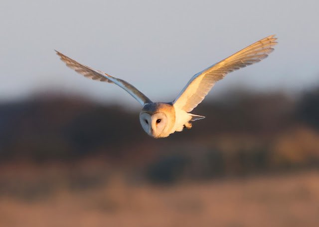 Gibraltar Point Bird Observatory (@gibpoint) on Twitter photo A fairly quiet couple of weeks on the reserve. Selection of photos taken over the last couple of weeks
Woodcock (Nige Lound)
Marsh Harrier (Jeremy Eyeons)
Pintail (Paul Neale)
Barn Owl (Paul Neale)
<a href="/Lincsbirding/">Lincsbirding</a> A fairly quiet couple of weeks on the reserve. Selection of photos taken over the last couple of weeks
Woodcock (Nige Lound)
Marsh Harrier (Jeremy Eyeons)
Pintail (Paul Neale)
Barn Owl (Paul Neale)
<a href="/Lincsbirding/">Lincsbirding</a>