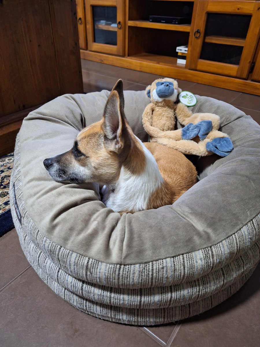 AntheaMur's tweet photo. Thinking of all those animals in Australian #laboratories tonight.....#againstanimaltesting @AnimalFreeSci https://t.co/N2NLj7nMwA