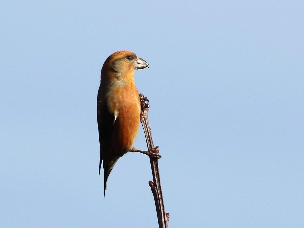 KentishPlover's tweet photo. KOS species of the month - February
A resident and partial migrant Crossbills are not common in Kent but those present could be breeding this early in the year. Blean Woods is a good area to check this month. #kentosbirding #kentbirding https://t.co/PGQmQsQcMg