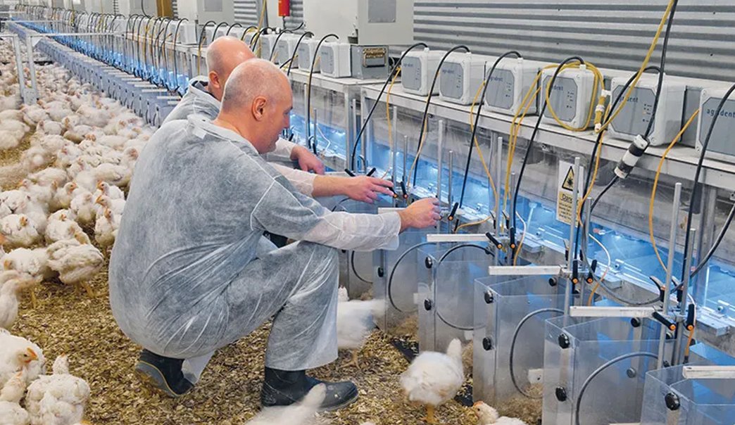 NuevaAlcarria's tweet image. Más de seis millones de euros y 30 empleos directos para cuatro explotaciones de producción aviar en Maranchón nuevaalcarria.com/articulos/mas-… #Guadalajara @MolinaDeAragon @molina_altotajo #maranchon