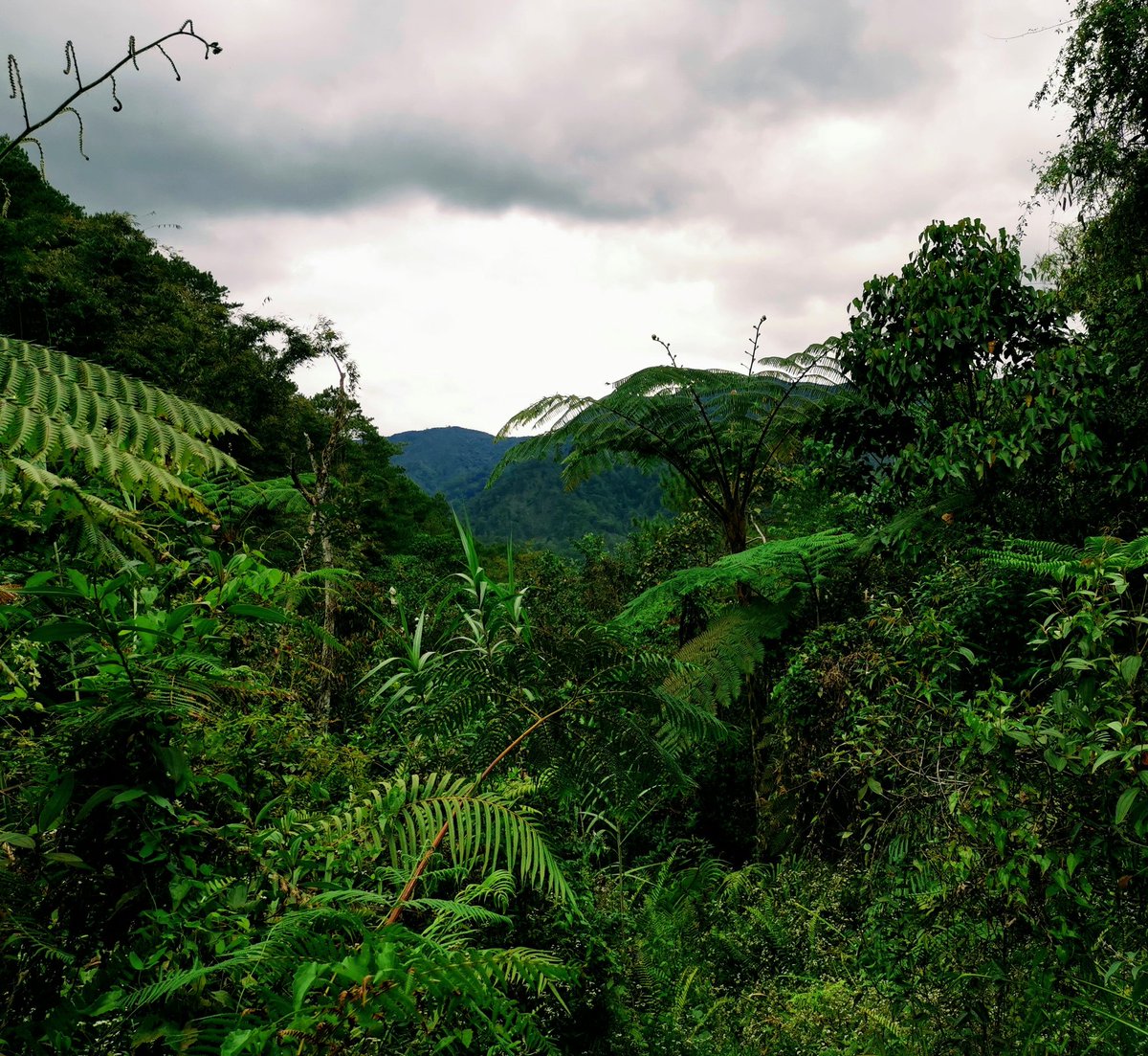 thorogoodchris1's tweet image. One of the most spectacular flowers I ever saw was gigantic Rafflesia banaoana, spanning a half-metre. Seen by just a handful of people, it grows only in an inaccessible forest in the Philippines, reached with the help of a tribe, the Banao Indigenous Community. Seeing it in 2022…