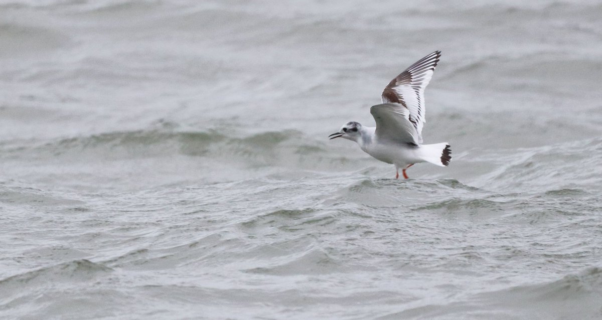 This Thursday's rough weather forced some seabirds to refuge in the bays and rivers of the Basque Country. 
In Hondarribia we had some 13 leach's and 2 european sp, 2 guillemots, at least 7 little gulls and 2 kittiwakes, among tens of mediterranean gulls.