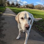 Photo by Retired 🦮 Uri (RIP RGD Arnie) (@UriGuideDog)
