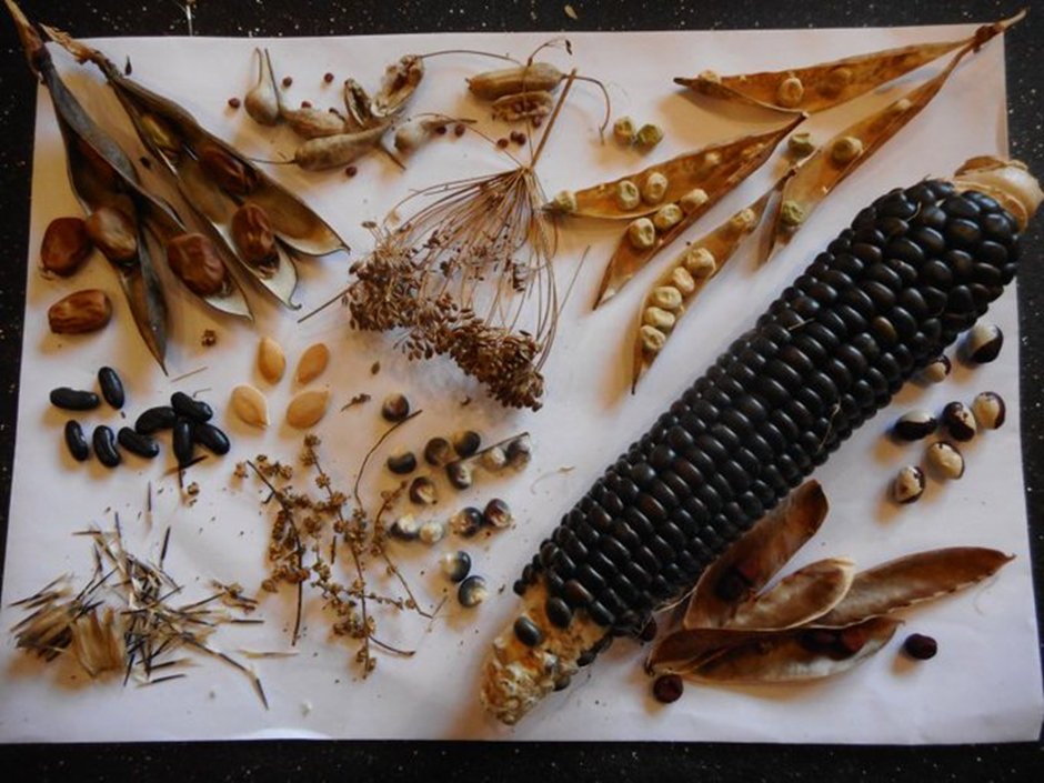 #Happy February! Here's my list of what you can sow now in #organic #peatfree compost - to #growyourown delicious #seasonal #local #healthyfood for independence from global supply chains and #BIgAg! Sowing #seeds is sowing #hope and #homegrown #resilience!
nickykylegardening.com/what-to-sow-in…