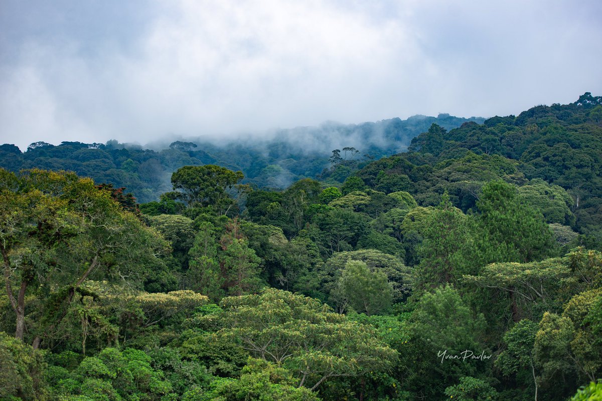 Visit Burundi (@visit_burundi) on Twitter photo ✨When wild beauty reveals itself, let yourself be amazed by the green jewel that is Kibira!
✨Wishing you a blessed February!
📍:Kibira National Park
📸:<a href="/YvanPavlov_/">Yvan Pavlov</a>
#visitburundi🇧🇮
#KibiraNationalPark
#NatureLovers
#Burundi
#Kazeexpo2025
#temberauburundi ✨When wild beauty reveals itself, let yourself be amazed by the green jewel that is Kibira!
✨Wishing you a blessed February!
📍:Kibira National Park
📸:<a href="/YvanPavlov_/">Yvan Pavlov</a>
#visitburundi🇧🇮
#KibiraNationalPark
#NatureLovers
#Burundi
#Kazeexpo2025
#temberauburundi