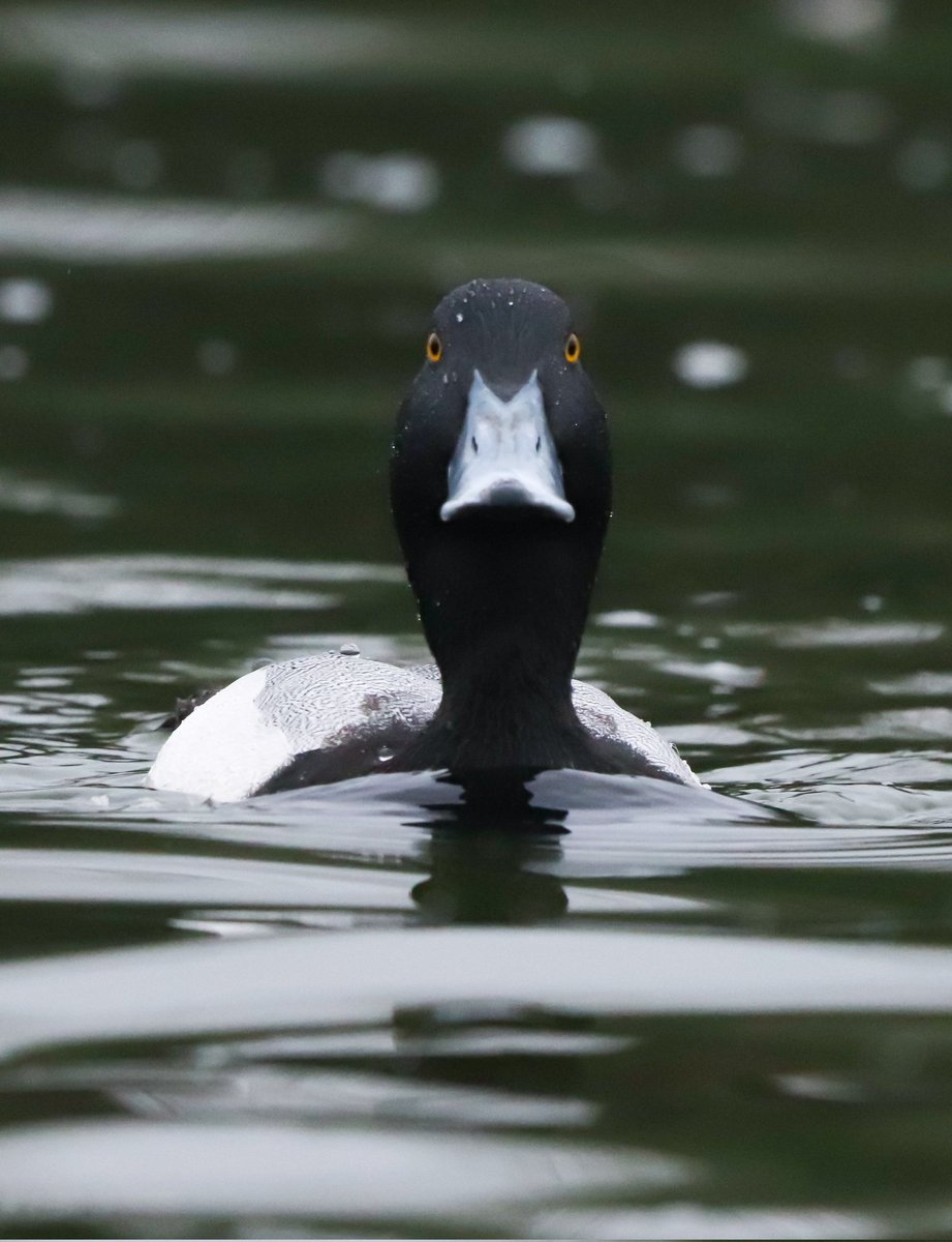 DavidSU26's tweet photo. Bonaparte's Gull and Greater Scaup still present in Txingudi... https://t.co/TG8CEeciWO