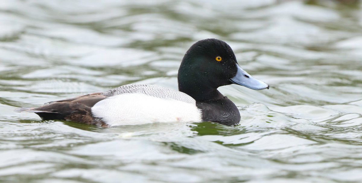 Bonaparte's Gull and Greater Scaup still present in Txingudi...