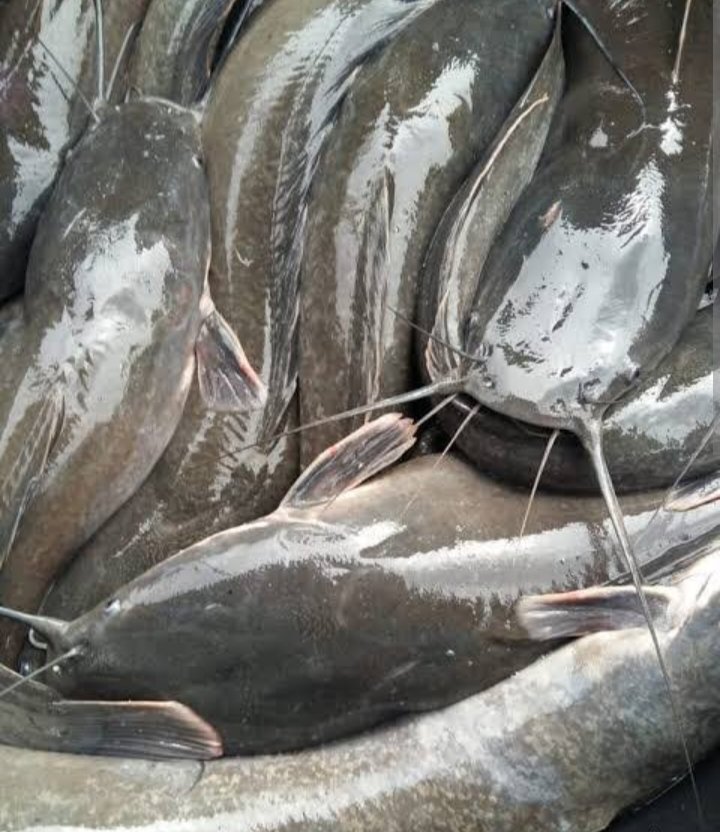 Farijan20's tweet photo. Kamis, 30 Januari 2025 Parikan, S. St. Pi Luhkan Kab. Kebumen SatminkalBPRBATPPBogor Panen ikan Lele Pokdakan Mina Agung Desa Peniron Kec. Pejagoan berat 234kg, harga Rp. 19.000-, /kg
#GiatLuhkanSatminkalBPRBATPPBogor
#BPPSDMKP
#Pusluh
#luhlapor
#dlhkpKebumen https://t.co/6fcioFxuhx