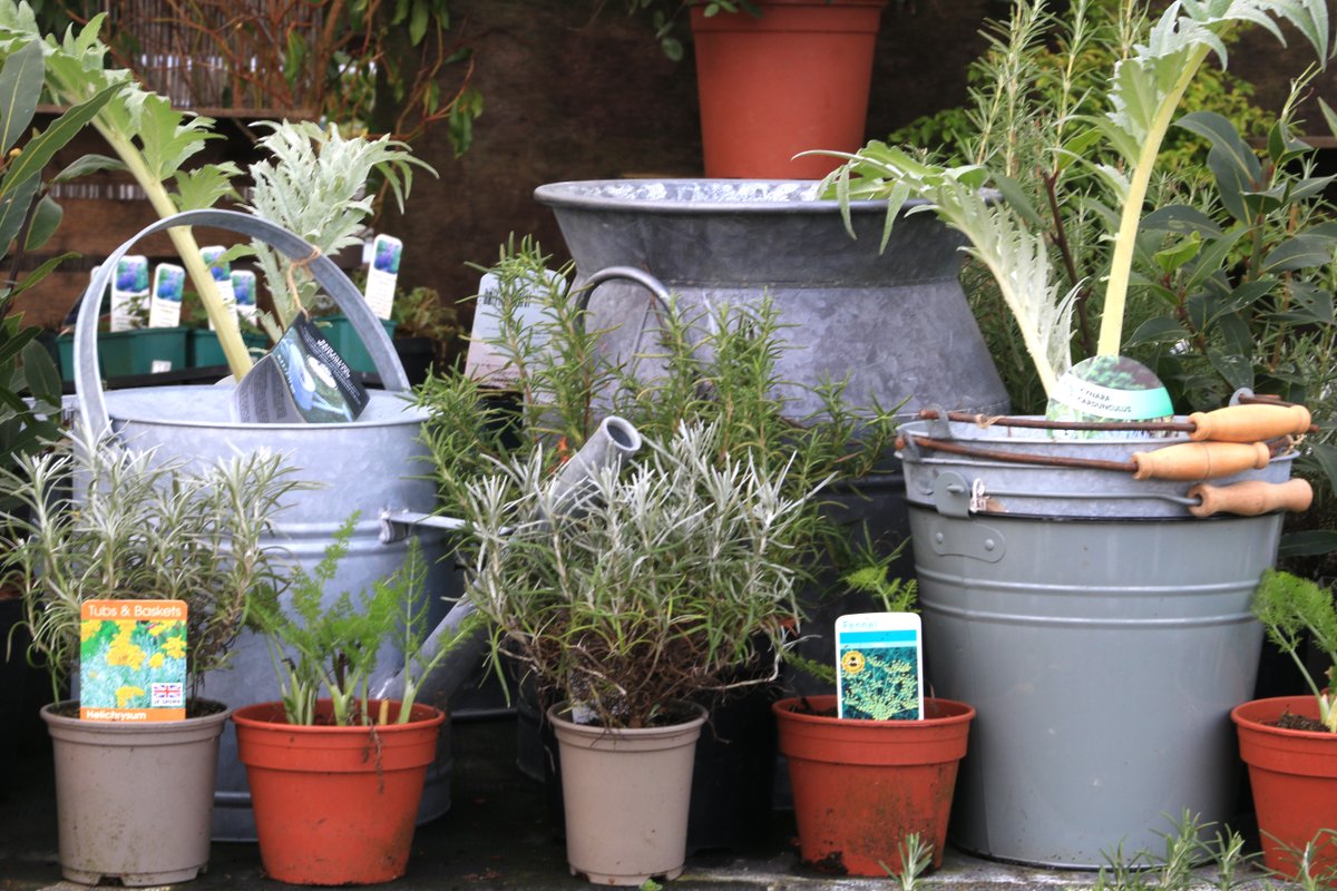 Your getting your garden back. You can start planting.
#growyourown #dahlia #herbs #ferns #perennials #rosemary #garlic #strawberries #onions #artichoke #fennel #strawberries